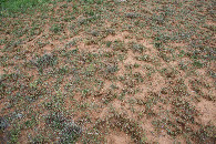 #5: Ground cover at the confluence point