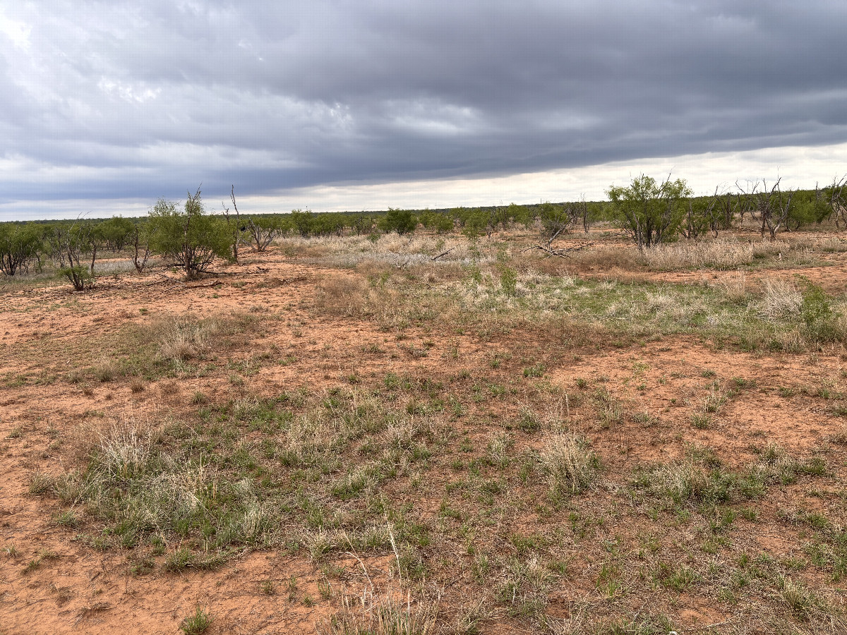 A view to the north from the confluence.