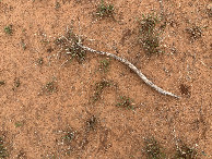 #6: Ground cover at the confluence. 