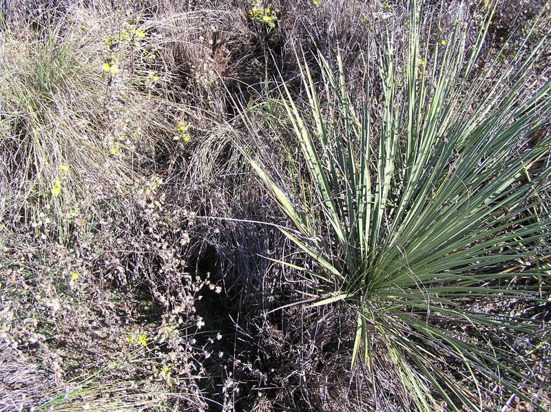 Ground cover at the confluence point. 