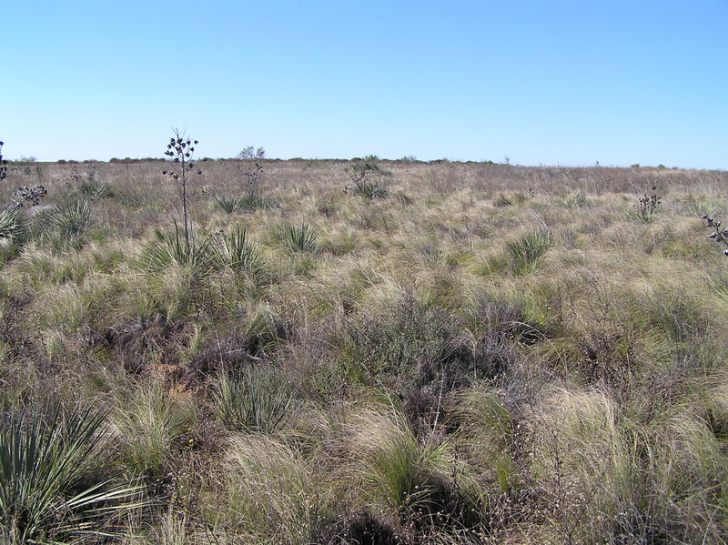 View to the west from the confluence.