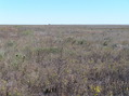 #5: View to the east from the confluence.