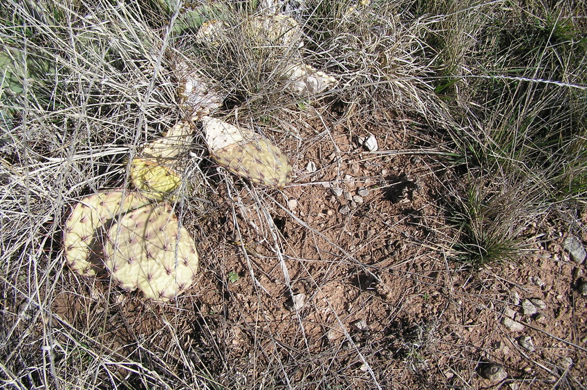 Ground cover at the confluence of 34 North 99 West. 