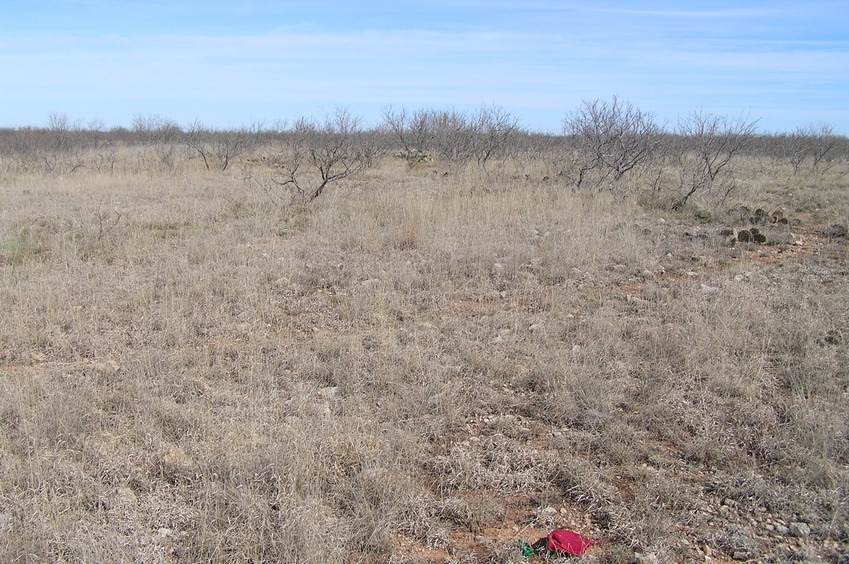 View to the north from the confluence.