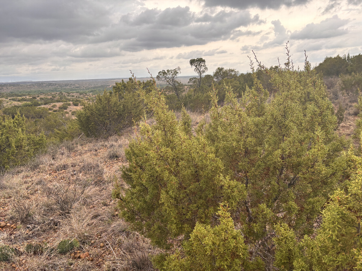 Looking north from the confluence point.