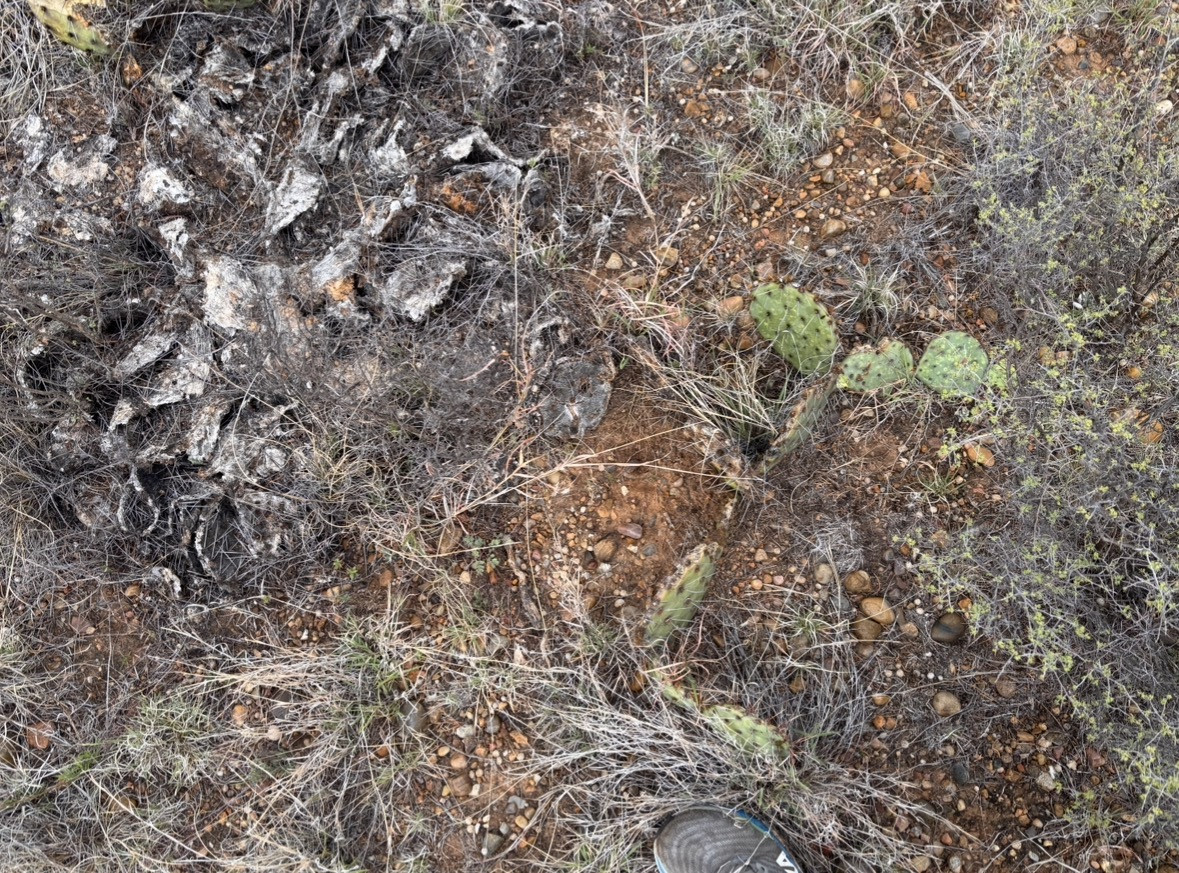 Ground cover at the confluence point.
