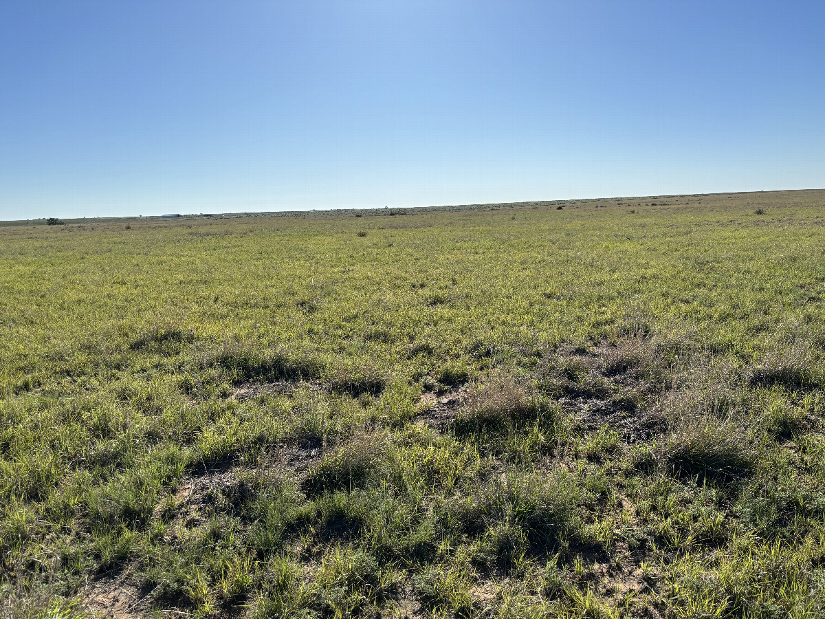 A view to the east from the confluence point. 