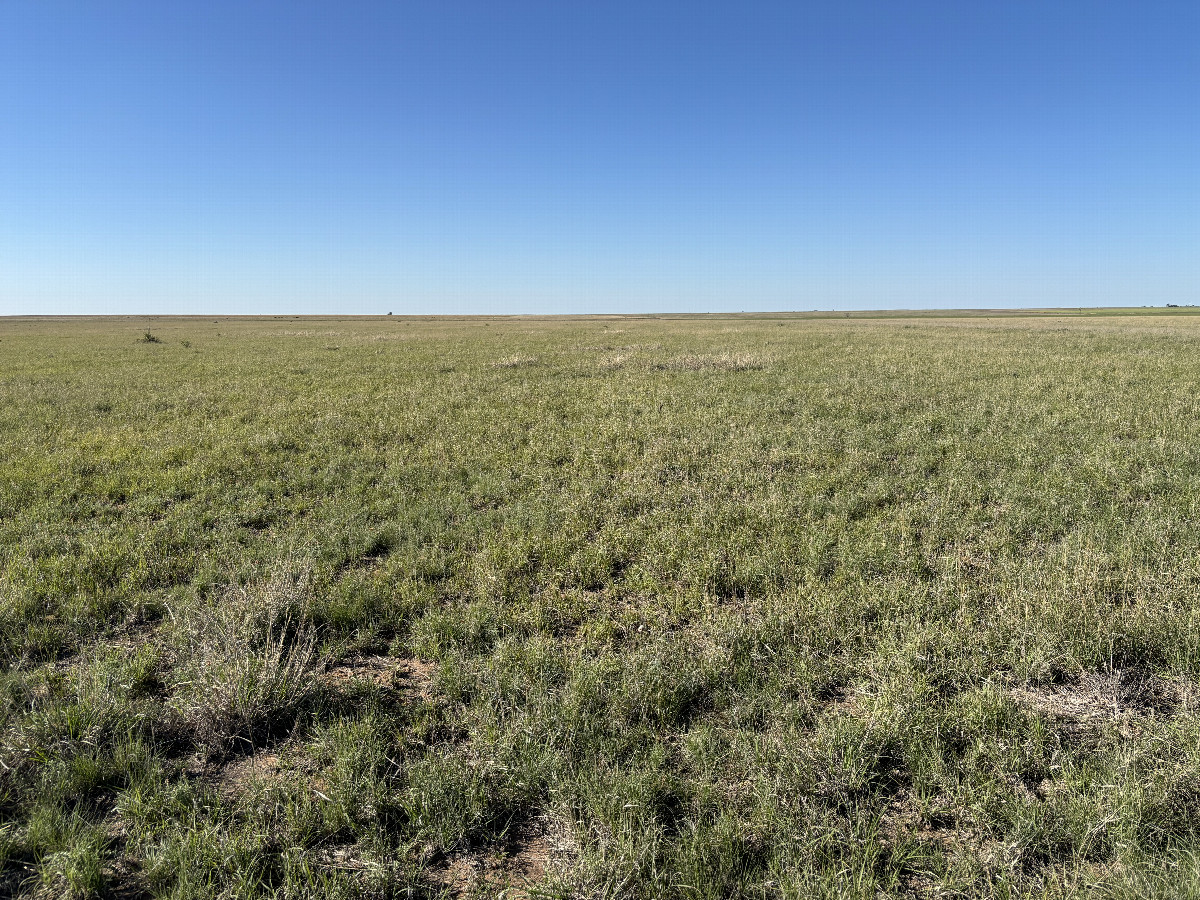 A view to the south from the confluence point. 