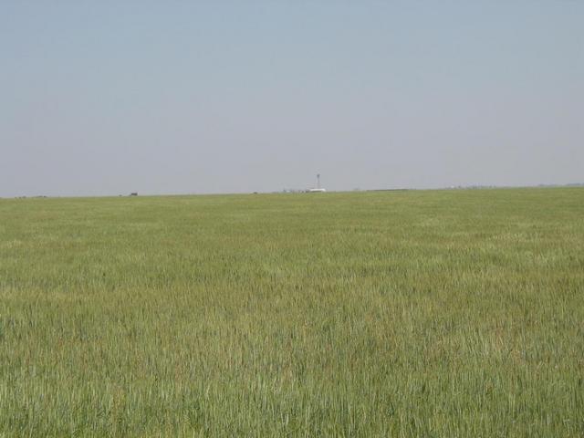 The field where the confluence is located. Looking north