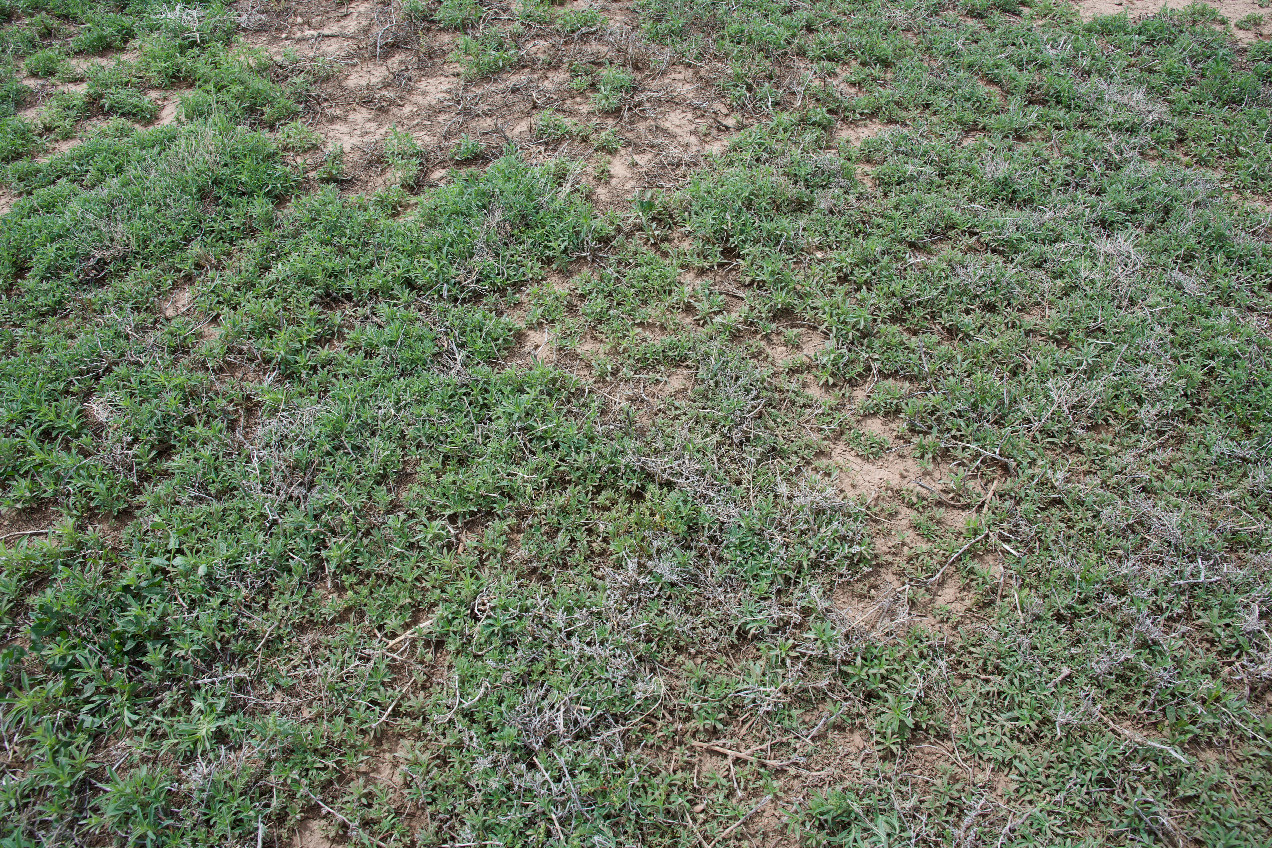 Ground cover at the confluence point