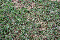 #5: Ground cover at the confluence point