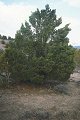 #4: Pinion pine tree