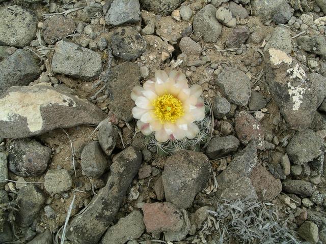 prickly pear cactus in bloom