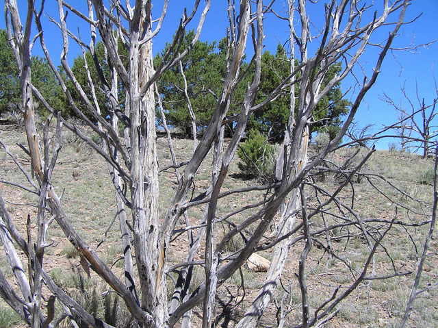 View to the north past the tree marking the confluence.