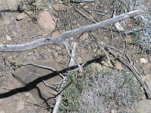 Groundcover at the confluence site.