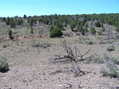 #4: View to the south's pinon-juniper forest from the confluence.
