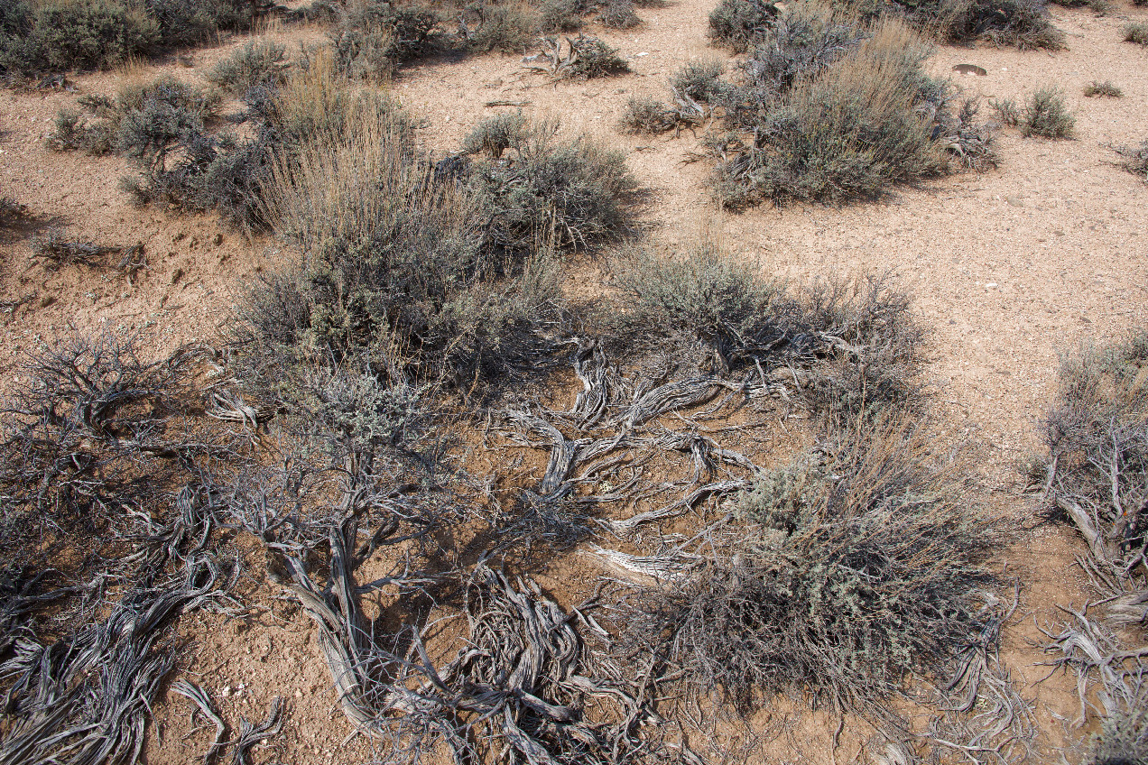 Ground cover at the confluence point