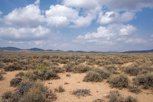 #1: The confluence point lies in a flat expanse of sagebrush.  (This is also a view to the North, towards the Black Mountains.)