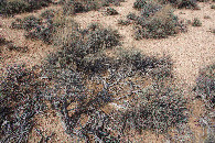 #5: Ground cover at the confluence point