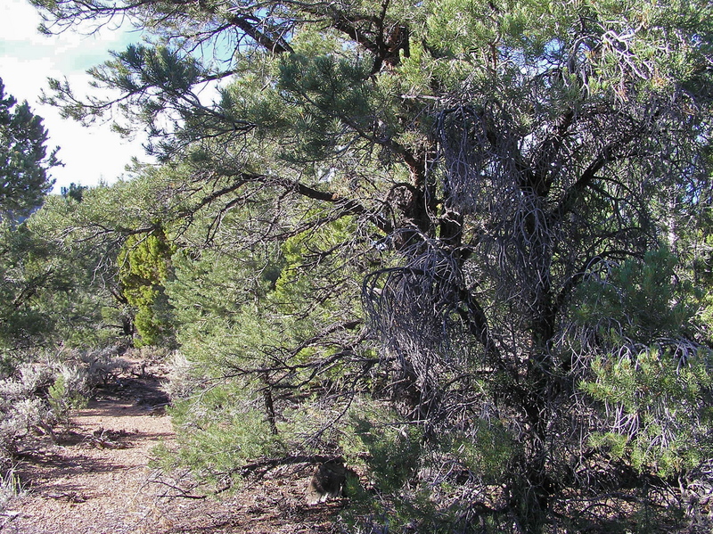 View North (towards a dirt road, 160 feet away)