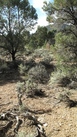 #6: General view - the CP is about 2 m north of a cairn which includes a Geocache vault.  The GPS sitting in the near bush marks the CP.