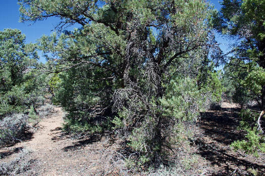 #1: The confluence point lies in a grove of trees, just South of a gravel road.  (This is also a view to the North, towards the road.)