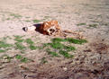 #5: About 1 mile South