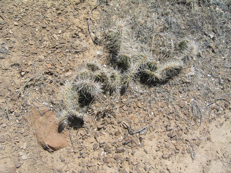 Ground cover.