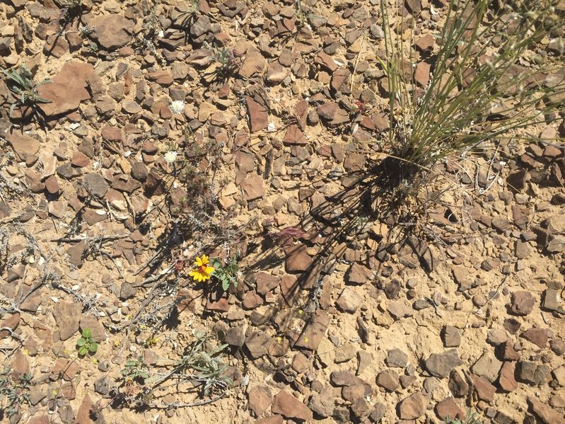 Ground cover at the confluence point. 