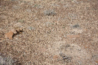 #5: Ground cover at the confluence point