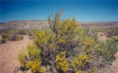 #3: Blooming creosote bush in Dry Wash.
