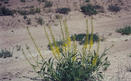 #5: Frog orchid.  I was very surprised to learn what I had found.