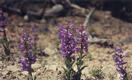 #6: Beard-tongue, a penstemon.  This was near Eagle Canyon.