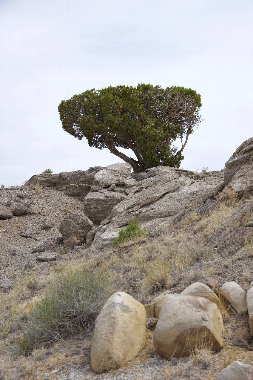 A distinctive-looking lone tree, beside the dirt road, 1 mile south of the point