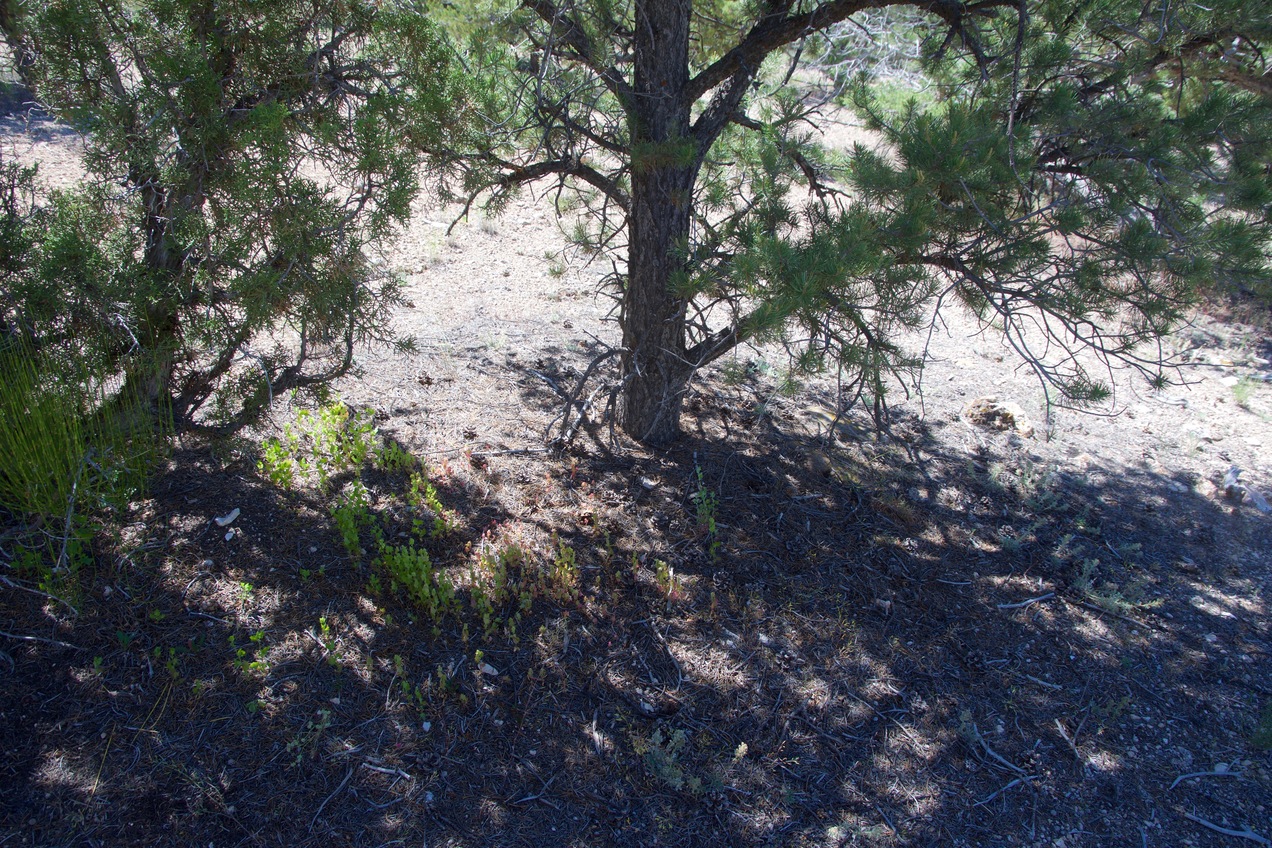 Ground cover at the confluence point