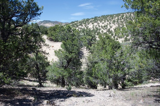 #1: The confluence point lies near the top of a small hill, in a grove of pine trees.  (This is also a view to the North.)