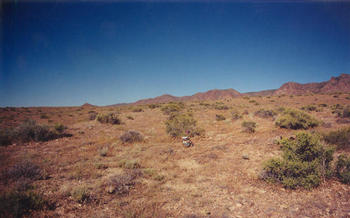 #1: T. McGee Bear facing west with the tops of the Cricket Mountains in the brackground.