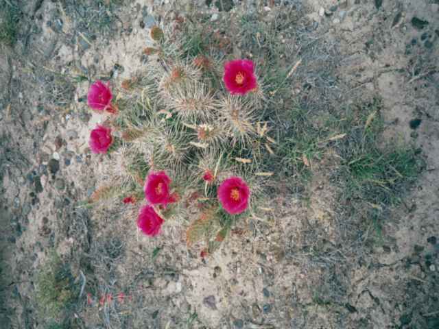 prickly pear in bloom