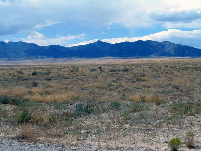 Confluence pronghorn