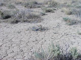 #1: This small rock cairn marks the confluence point