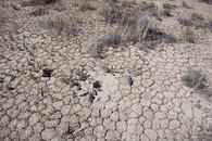 #5: Ground cover at the confluence point, which is marked by some rocks, and a strange hexagonal-shaped hole