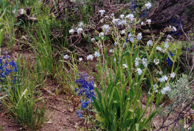 Wildflowers at the Confluence--Larkspur and Forget-me-nots
