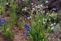 #7: Wildflowers at the Confluence--Larkspur and Forget-me-nots