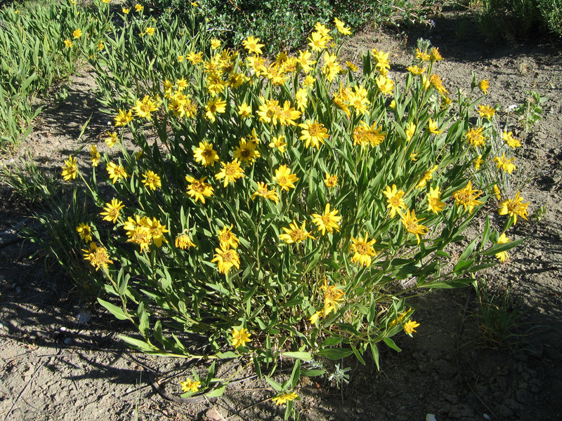 Groundcover at confluence