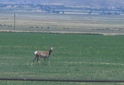 #8: Deer a few miles from the confluence