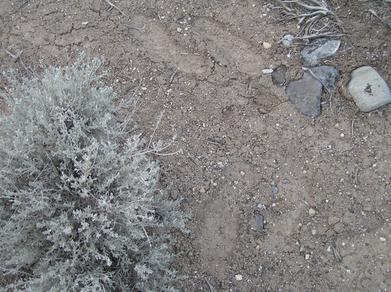 Groundcover at the confluence point:  Dirt and sage.