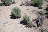 #5: Ground cover at the confluence point