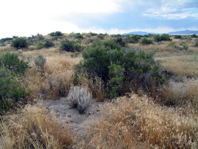 General area and rodent home