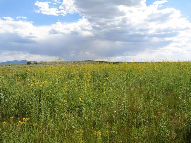 Confluence general area and flowers