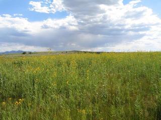 #1: Confluence general area and flowers